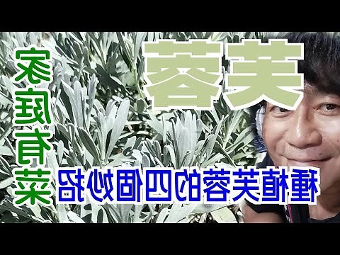 芙蓉 種植